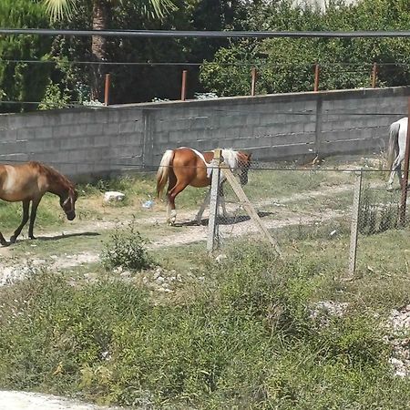 Villa Likaj Berat Exteriér fotografie