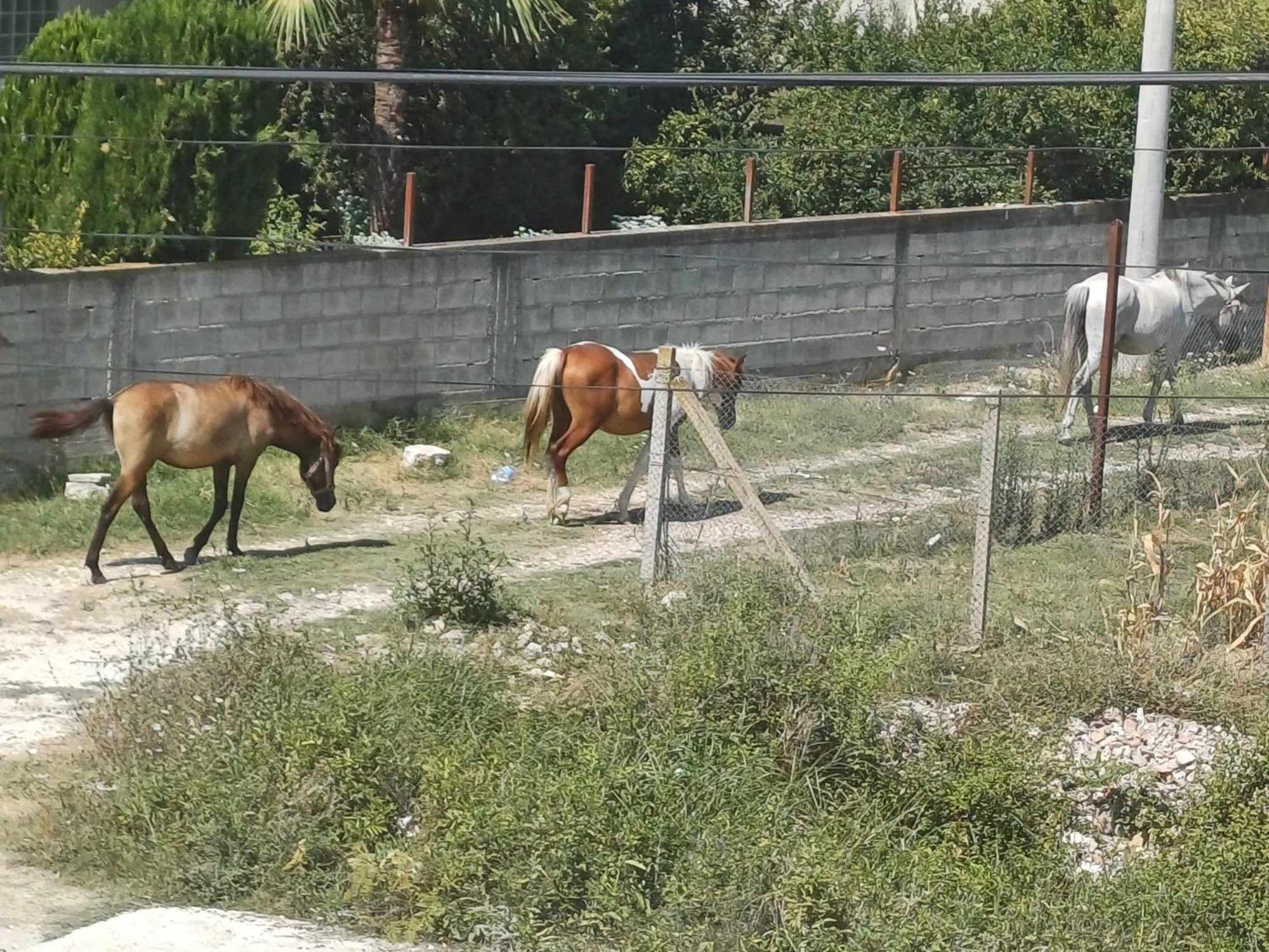 Villa Likaj Berat Exteriér fotografie